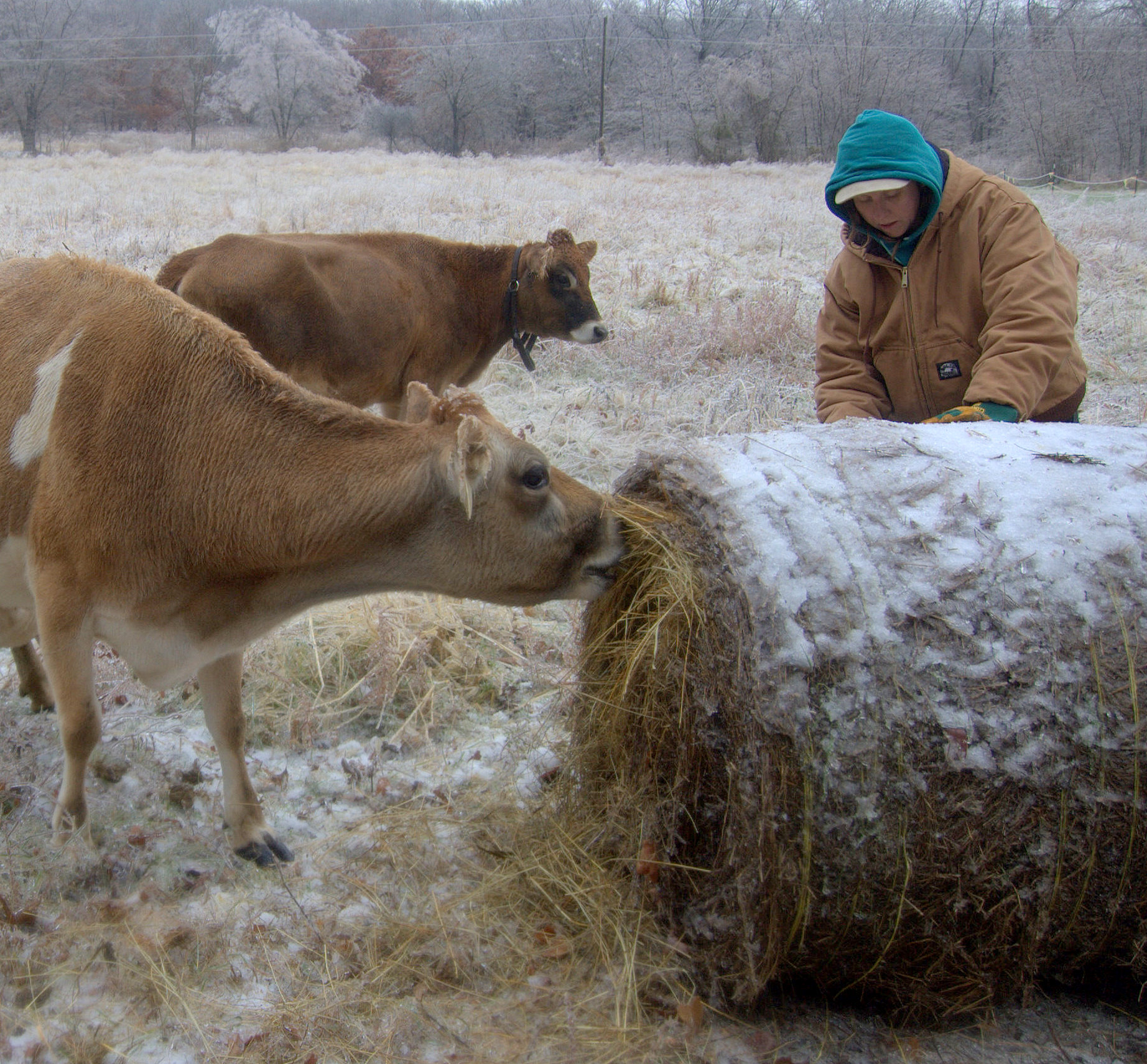 feeding cattle